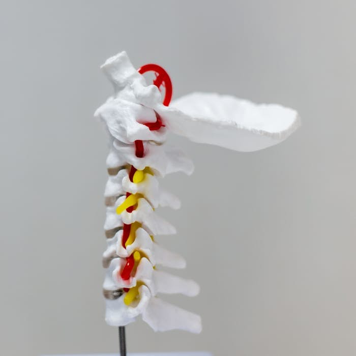 spine