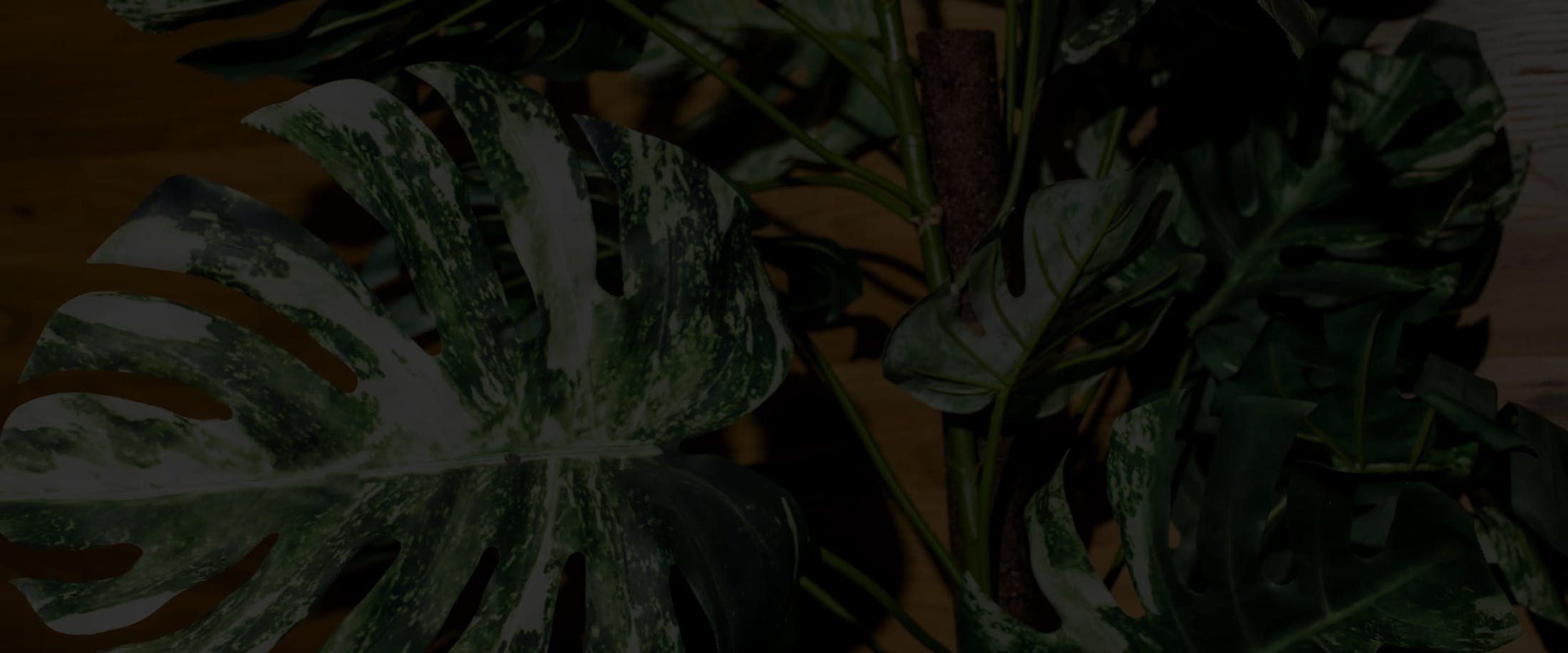 Banner media