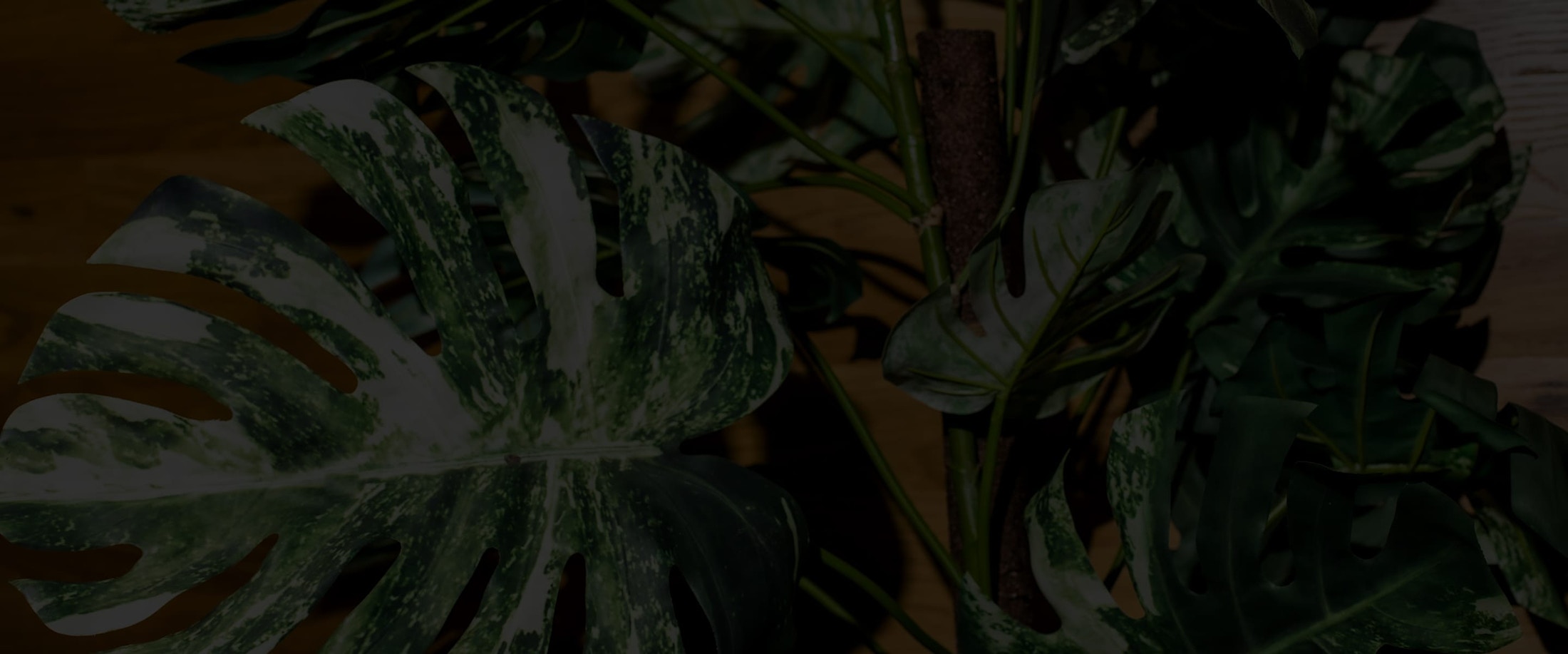 Banner media