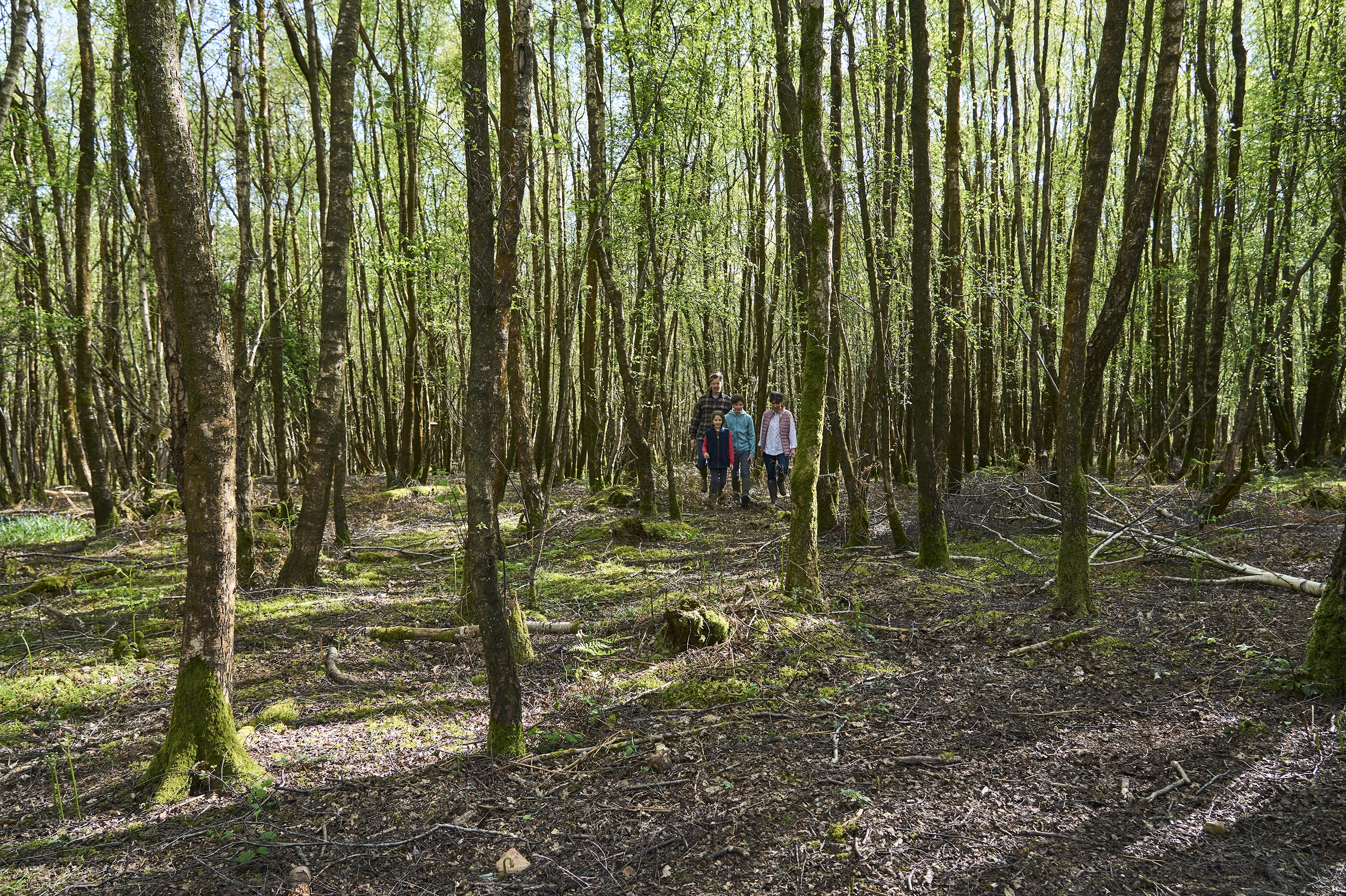 A dense forest with tall, thin trees covered in green leaves. The ground is layered with moss, fallen branches, and leaves. In the center, four people stand close together, partially hidden by the trees, engaged in an outdoor activity like hiking or exploring.