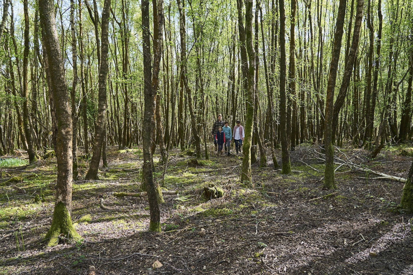 A dense forest with tall, thin trees covered in green leaves. The ground is layered with moss, fallen branches, and leaves. In the center, four people stand close together, partially hidden by the trees, engaged in an outdoor activity like hiking or exploring.