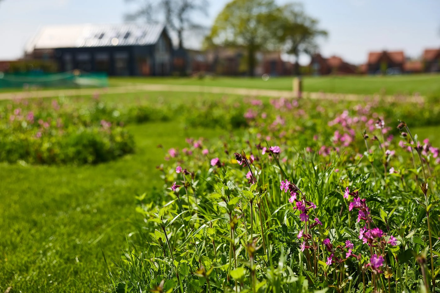 A lush green garden with vibrant purple flowers in the foreground. In the background, there's a modern building with a slanted roof, trees, and houses. The scene blends natural beauty with built environments.