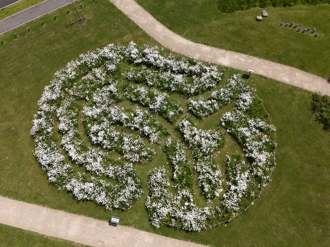 Aerial view of a circular garden maze with white flowering plants in the shape of a fingerprint. The maze is surrounded by grass and pathways, with informational signs placed around it.