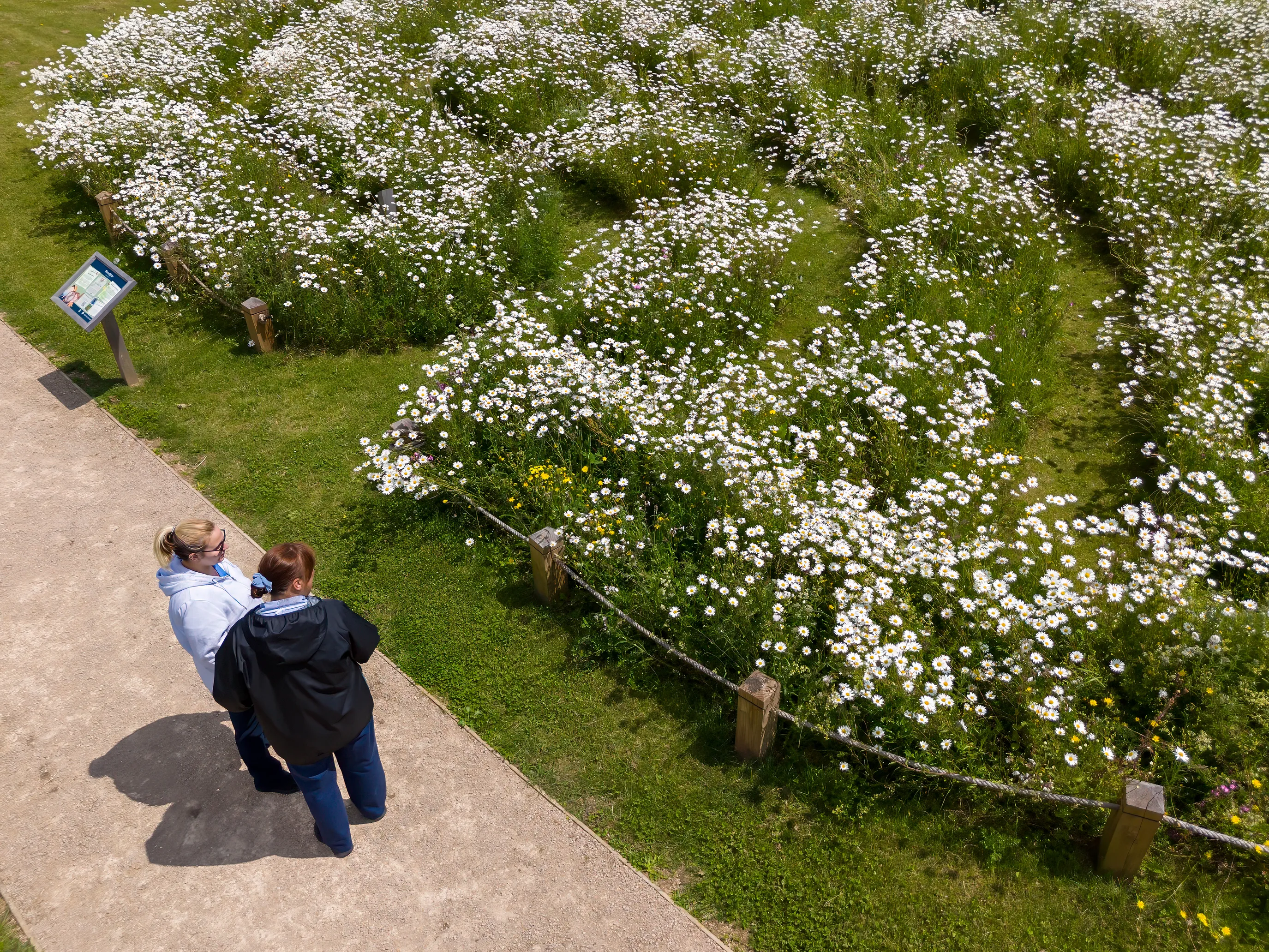 Aerial view of two people standing on a paved path next to a large field of densely packed white flowers, possibly daisies. The field is enclosed by a rope fence supported by wooden posts. A signboard is positioned on the left side of the path, likely providing information about the area or flowers. One person wears a white jacket, while the other wears a black jacket. The surrounding grassy area is well-maintained.