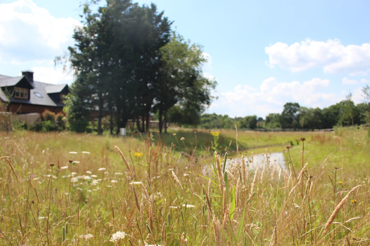 A grassy field with scattered wildflowers and tall grasses, a narrow stream or path running through the centre, and a house with a dark roof partially obscured by leafy trees in the background. The sky is mostly clear with a few clouds, suggesting a bright, sunny day.