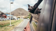 Dog with head out car window on a sunny day.