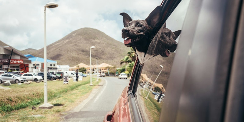 Dog with head out car window on a sunny day.