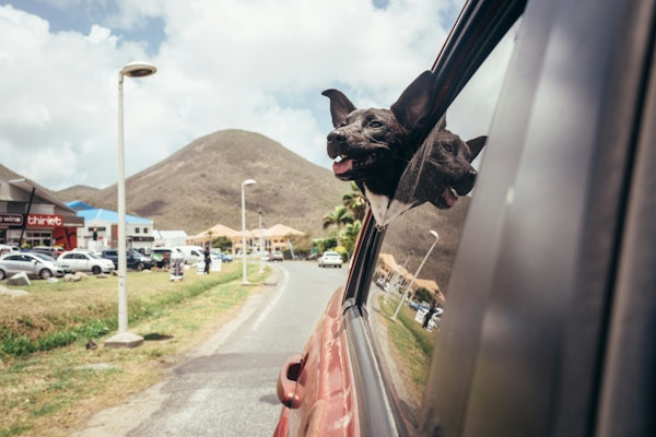 Dog with head out car window on a sunny day.