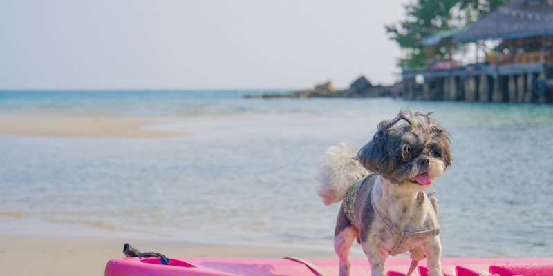 a small dog standing on top of a pink boat