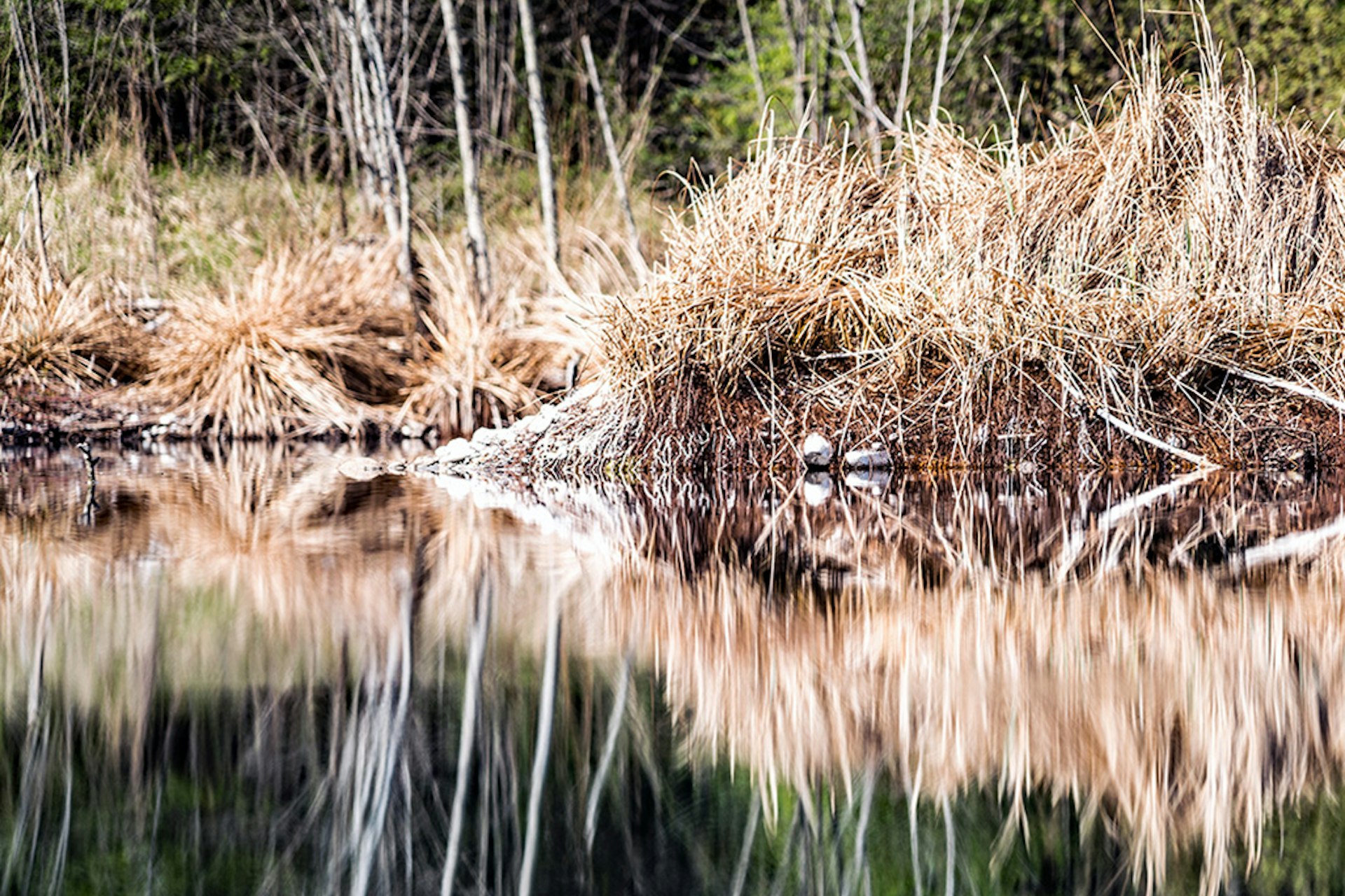 Symbolbild für Natur an der Aare