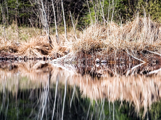 Symbolbild für Natur an der Aare