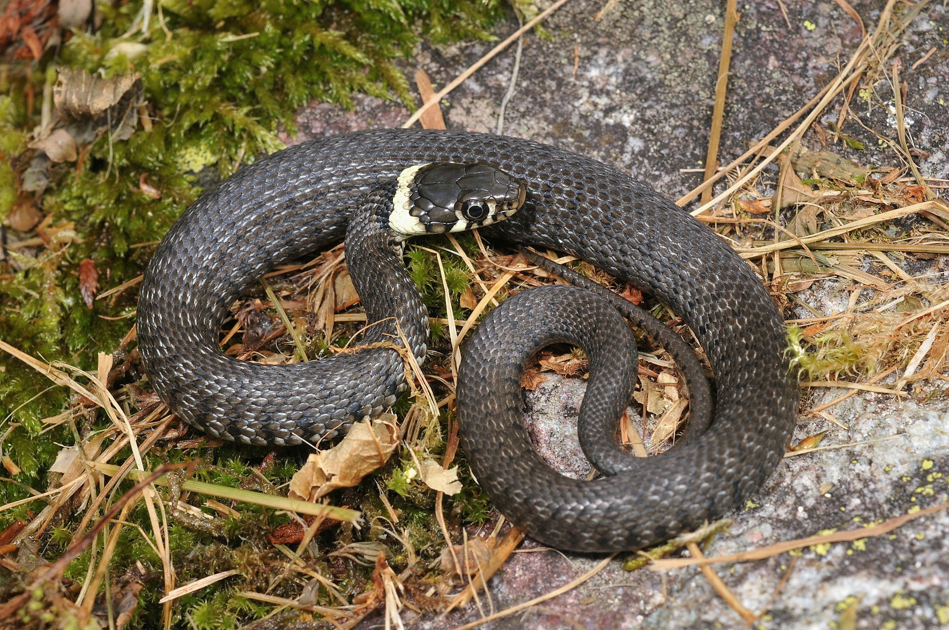 Symbolbild für Tierwelt an der Aare