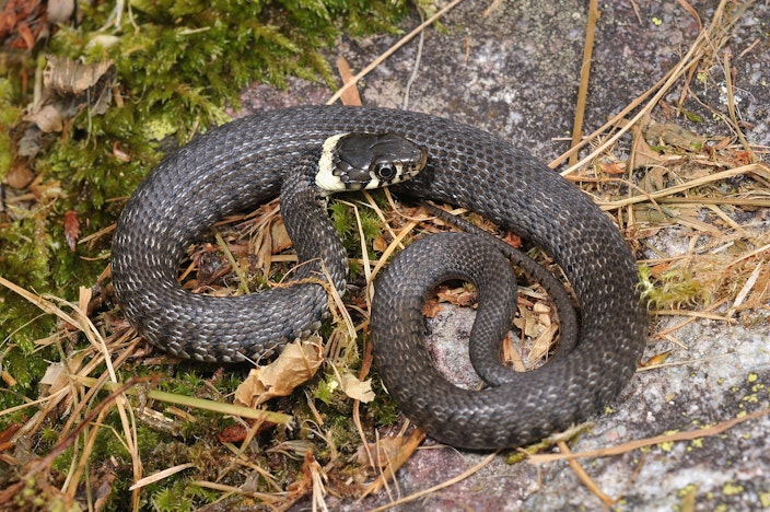 Symbolbild für Tierwelt an der Aare