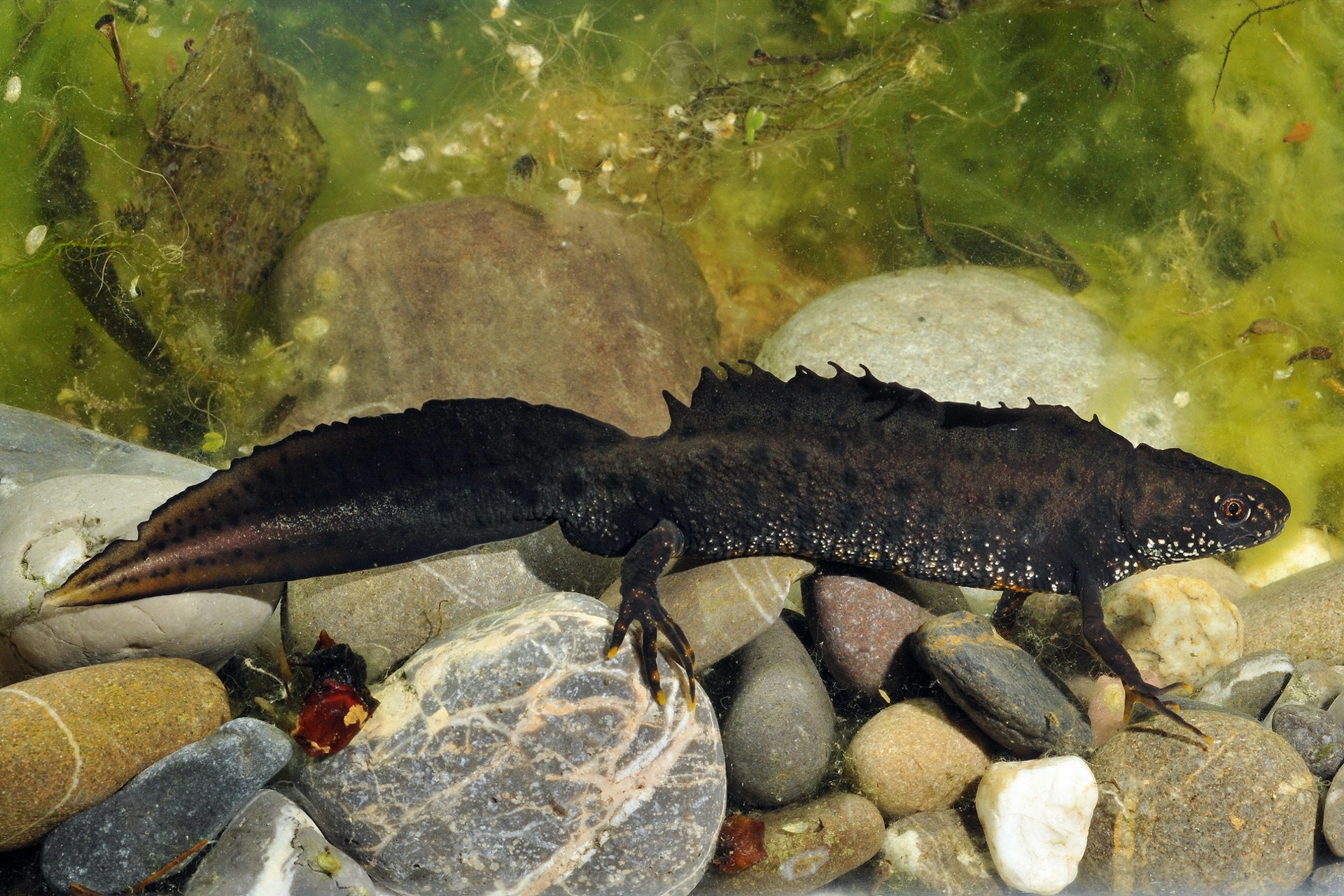 Symbolbild für Tierwelt an der Aare