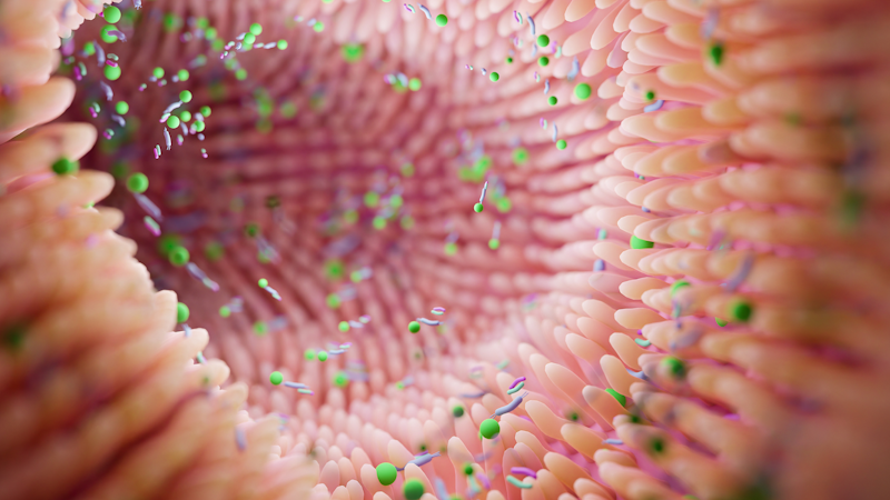 Trust Your Gut - Why Digestive Health Matters In Cancer