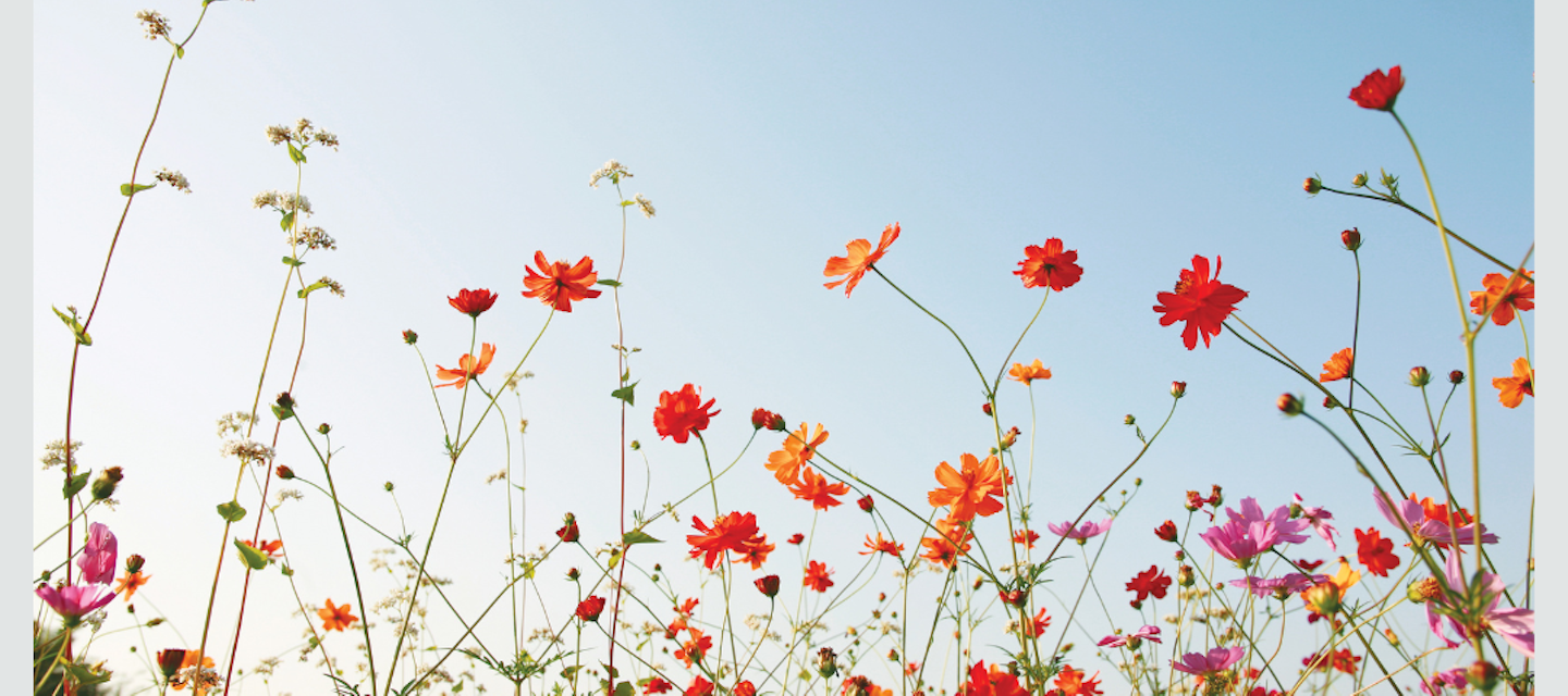 Your Guide to Chemotherapy