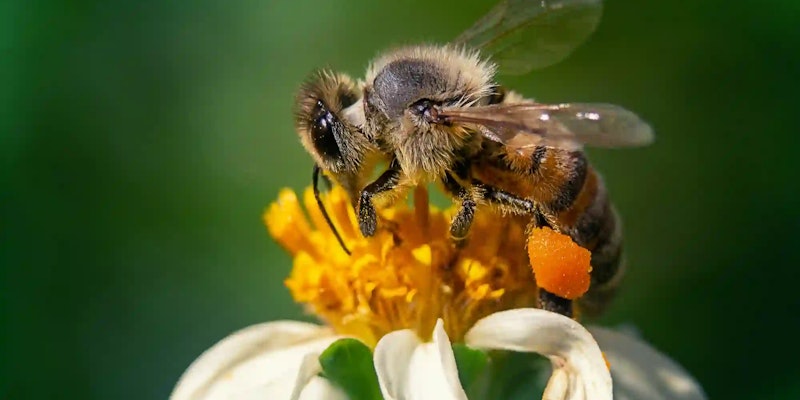 Picada de abelha: o que fazer? Saiba mais!