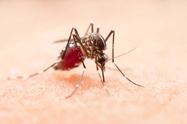 Dengue: prevenção e cuidados