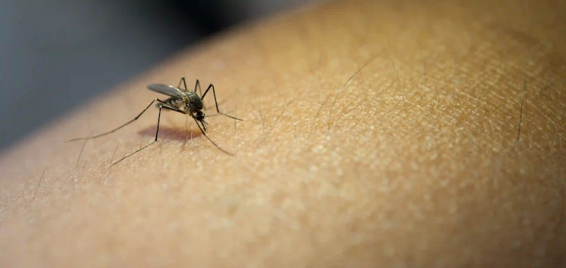 Chikungunya: há sequelas? Qual o tratamento? E mais!
