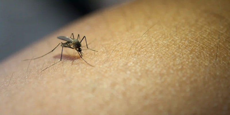 Chikungunya: entenda as sequelas, sintomas e como tratar