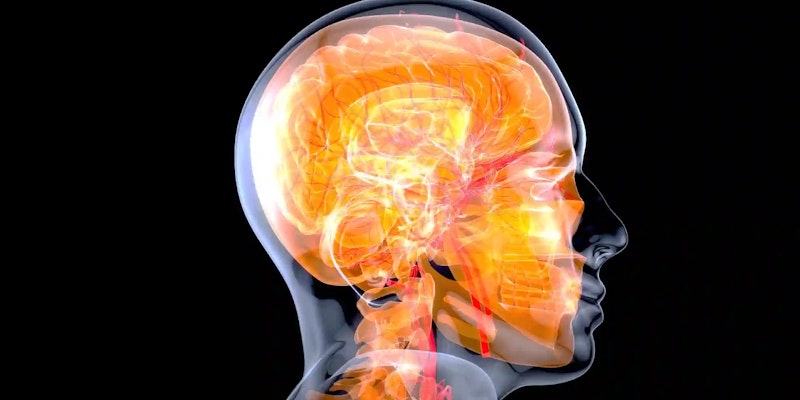 Glândula pineal: o que é, função e localização