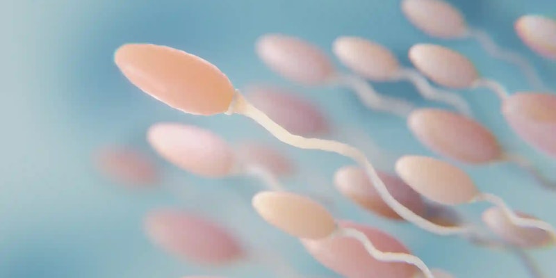 Espermatozóide: o que é, tempo de vida e mais!