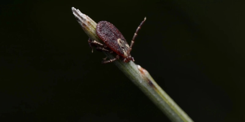 Carrapato estrela: o que é, riscos e cuidados