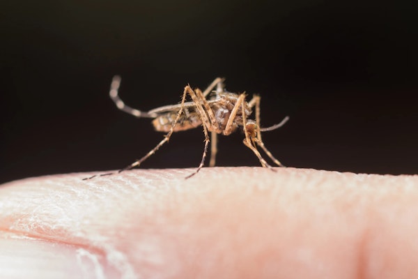 Zika Vírus: o que é, transmissão e tratamentos