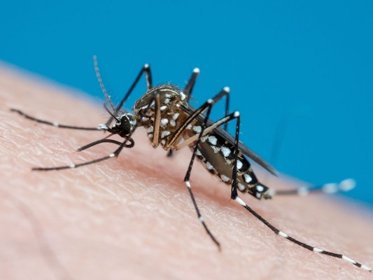 Dengue 2025: Sintomas, tratamento e cuidados na nova onda