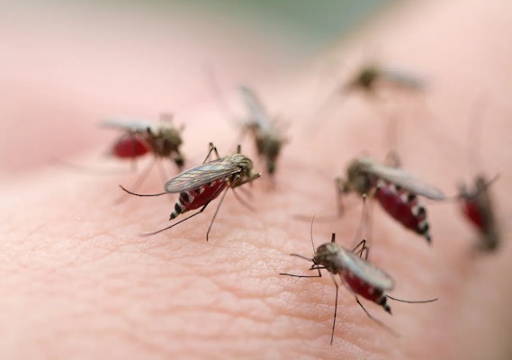 Mosquito Aedes aegypti: Como proteger sua casa da dengue, zika e chikungunya