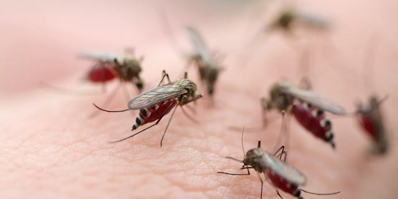 Mosquito Aedes aegypti: Como proteger sua casa da dengue, zika e chikungunya