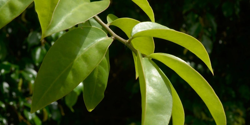 Ora Pro Nobis: Descubra os incríveis benefícios para a sua saúde