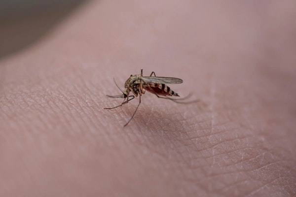Febre oropouche: sintomas e como tratar?