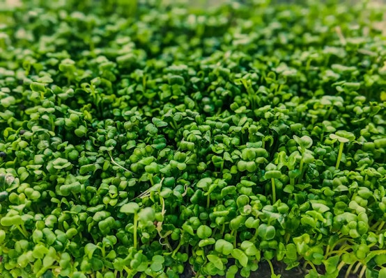 Os Benefícios do Agrião para a Saúde