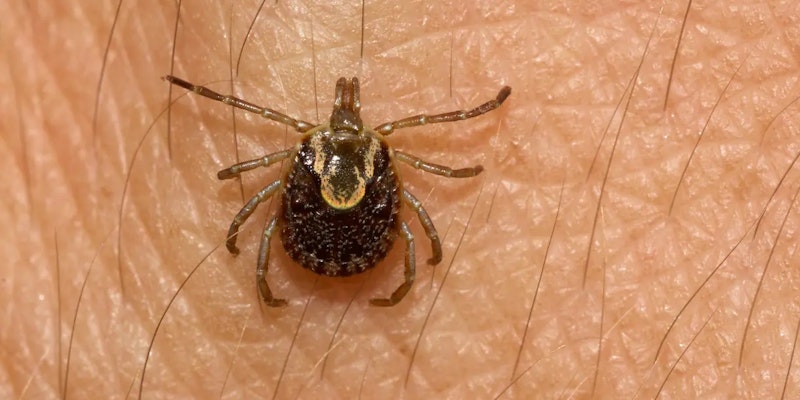 Sintomas de febre maculosa e tratamento