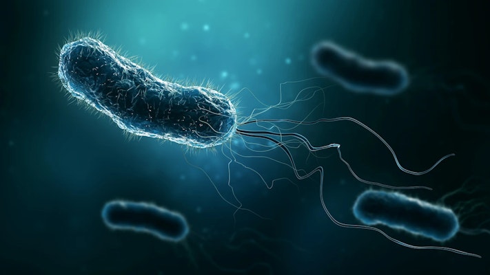 H Pylori: o que é, causas, sintomas e tratamentos