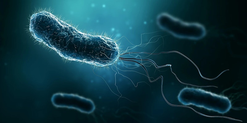 H Pylori: o que é, causas, sintomas e tratamentos