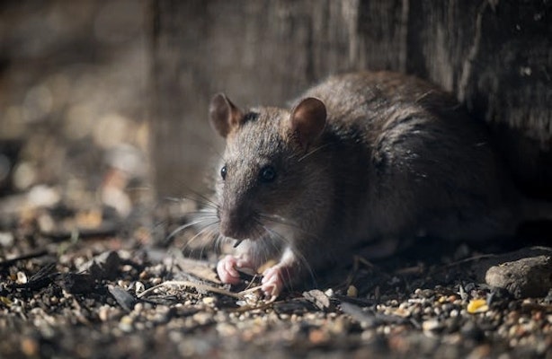 Roedor em ambiente externo, associado ao risco de hantavirose em áreas com presença de animais silvestres infectados.