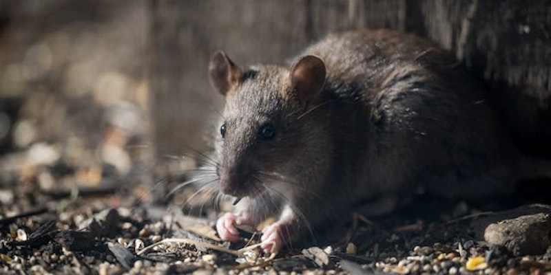 Roedor em ambiente externo, associado ao risco de hantavirose em áreas com presença de animais silvestres infectados.
