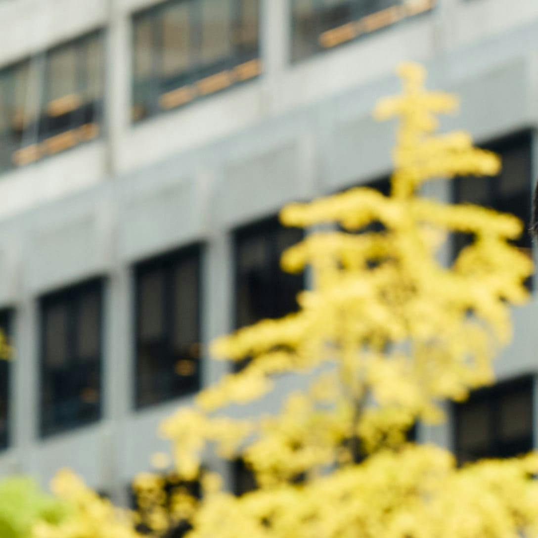 blurred image of building with yellow leaved tree infront of it