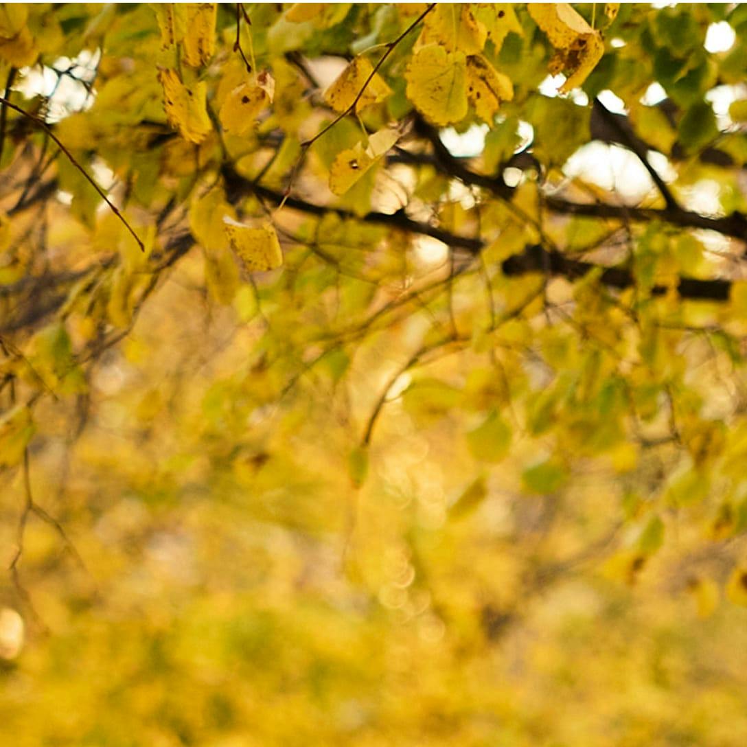 blurred image of yellow leaves on a tree