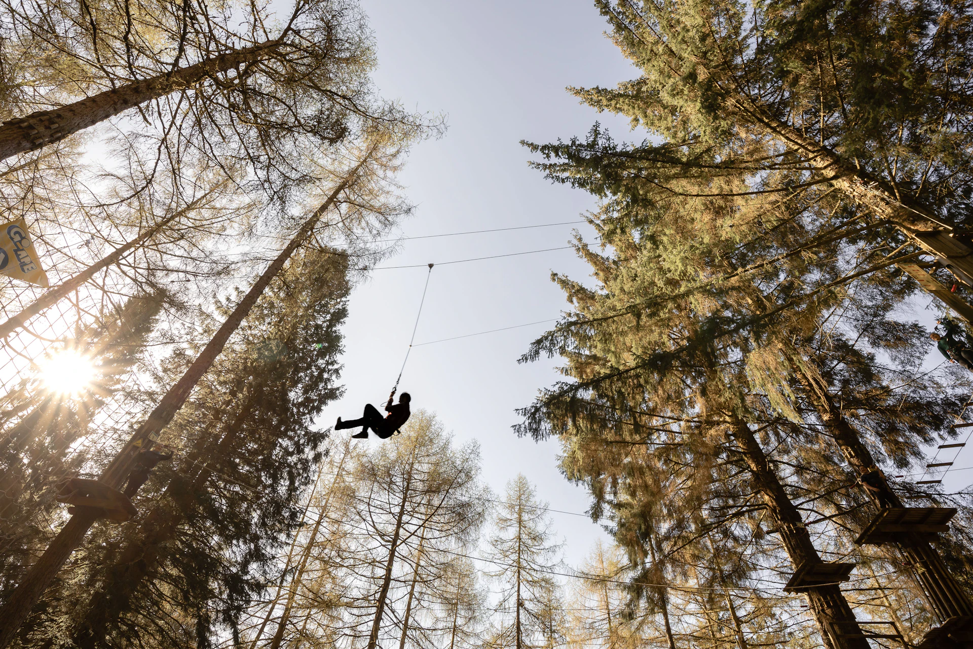 Person on a zipline near tall trees.