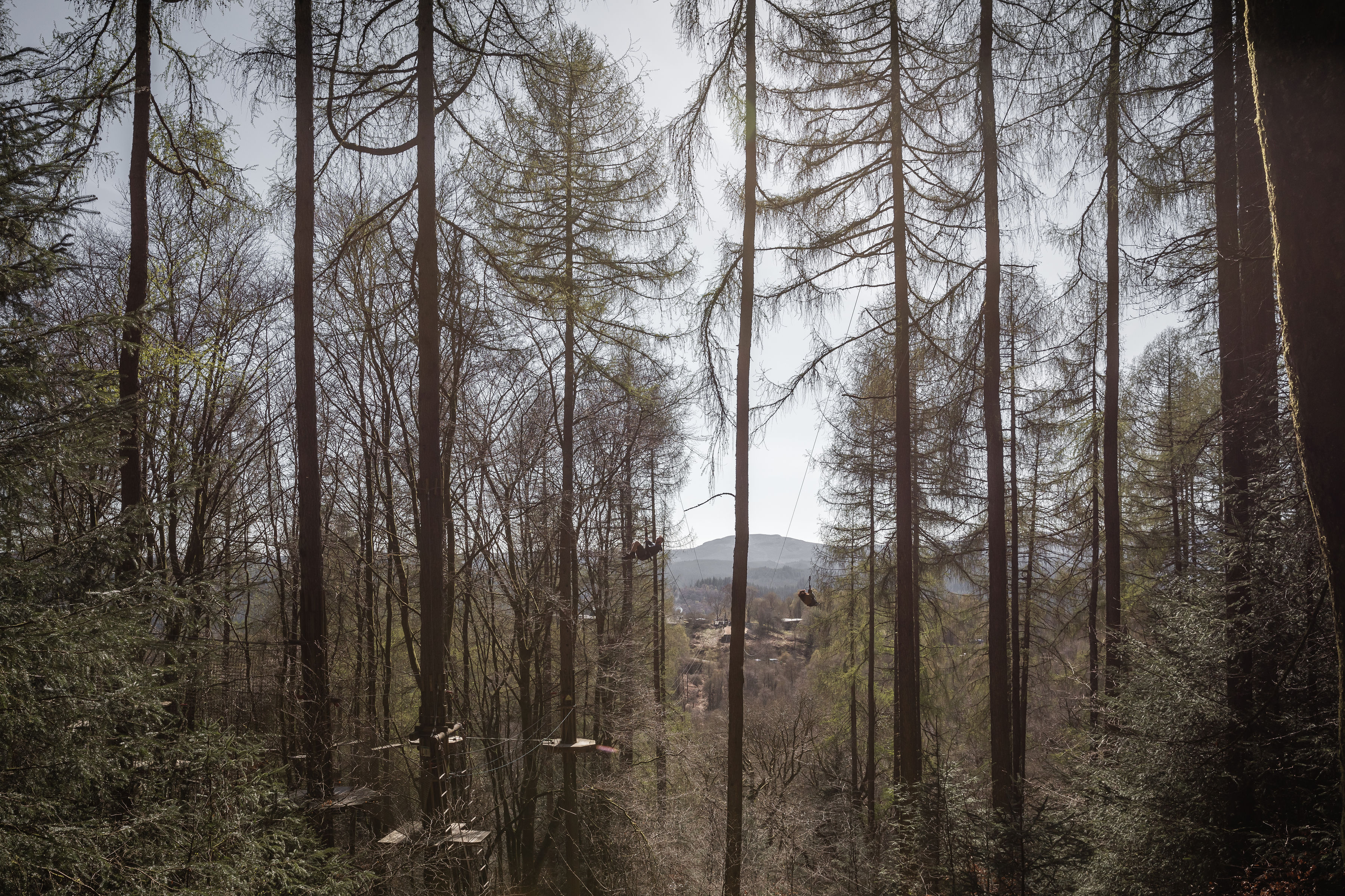 Person on a zipline surrounded by trees.