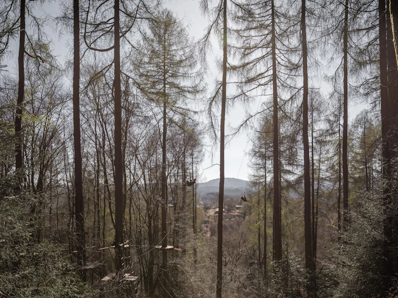 Person on a zipline surrounded by trees.