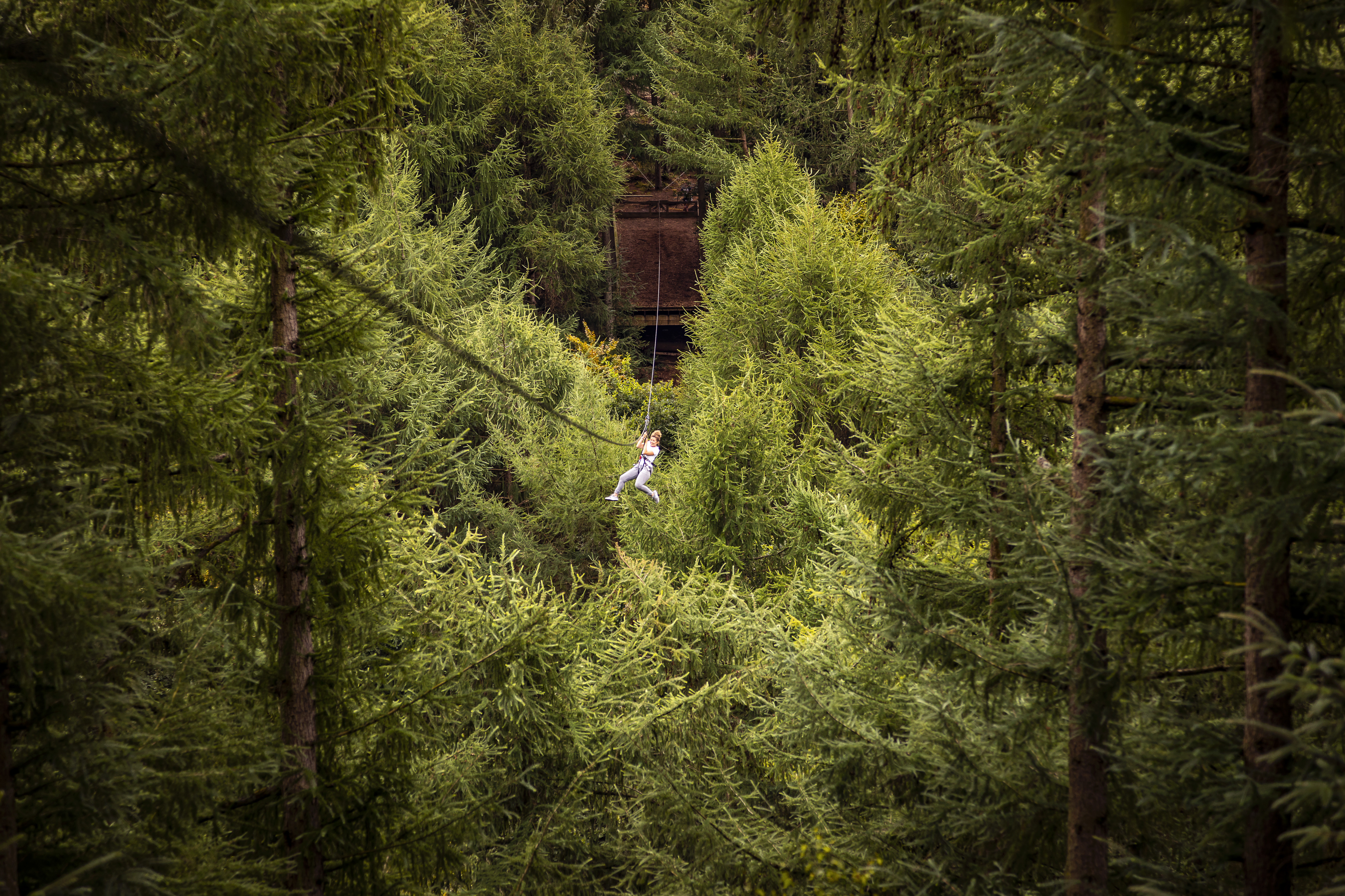 Person on a zip line in the distance surrounded by trees.
