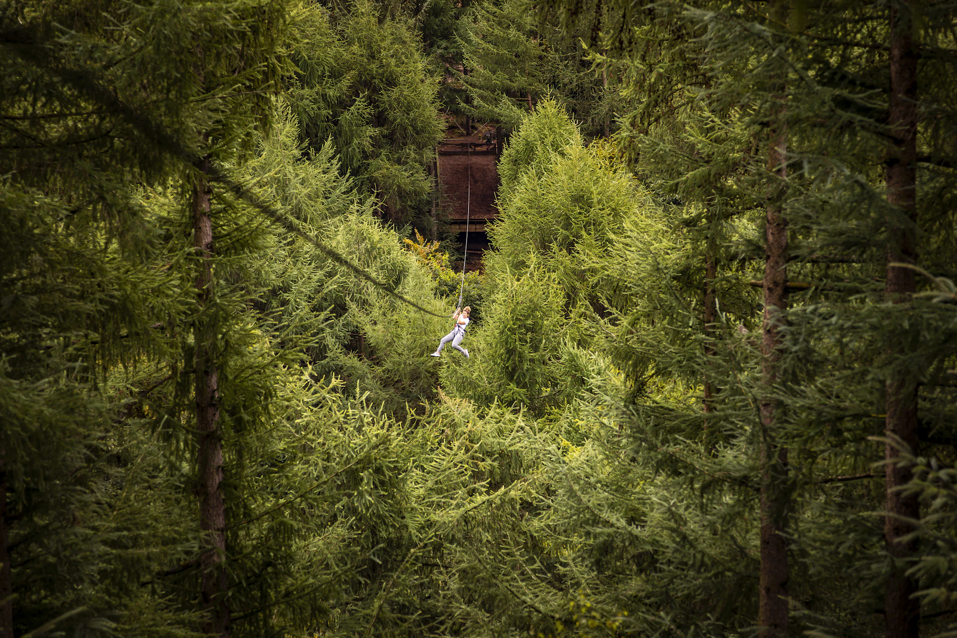 Person on a zipline in the distance surrounded by trees.