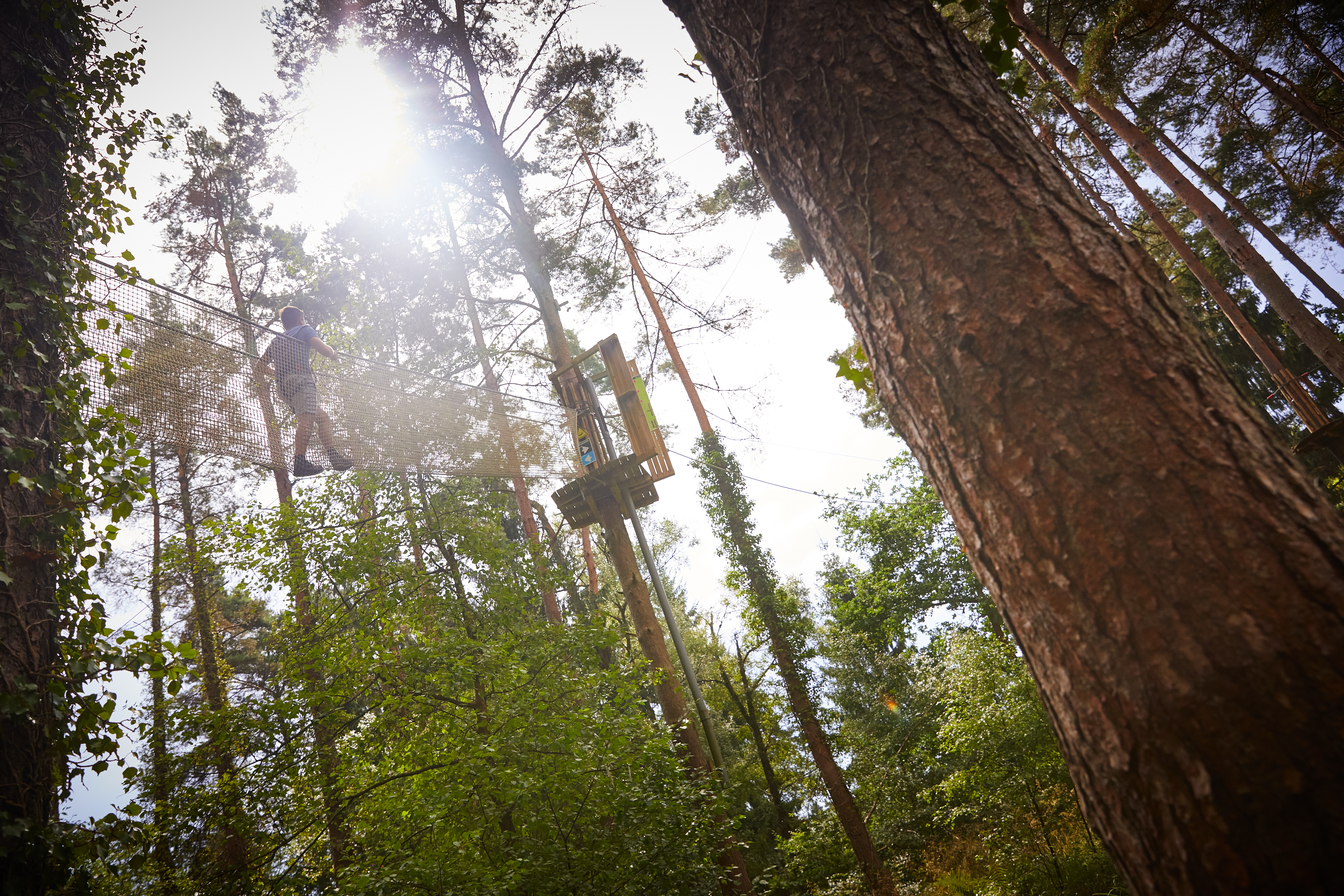 Person above on a high ropes crossing near tall trees.