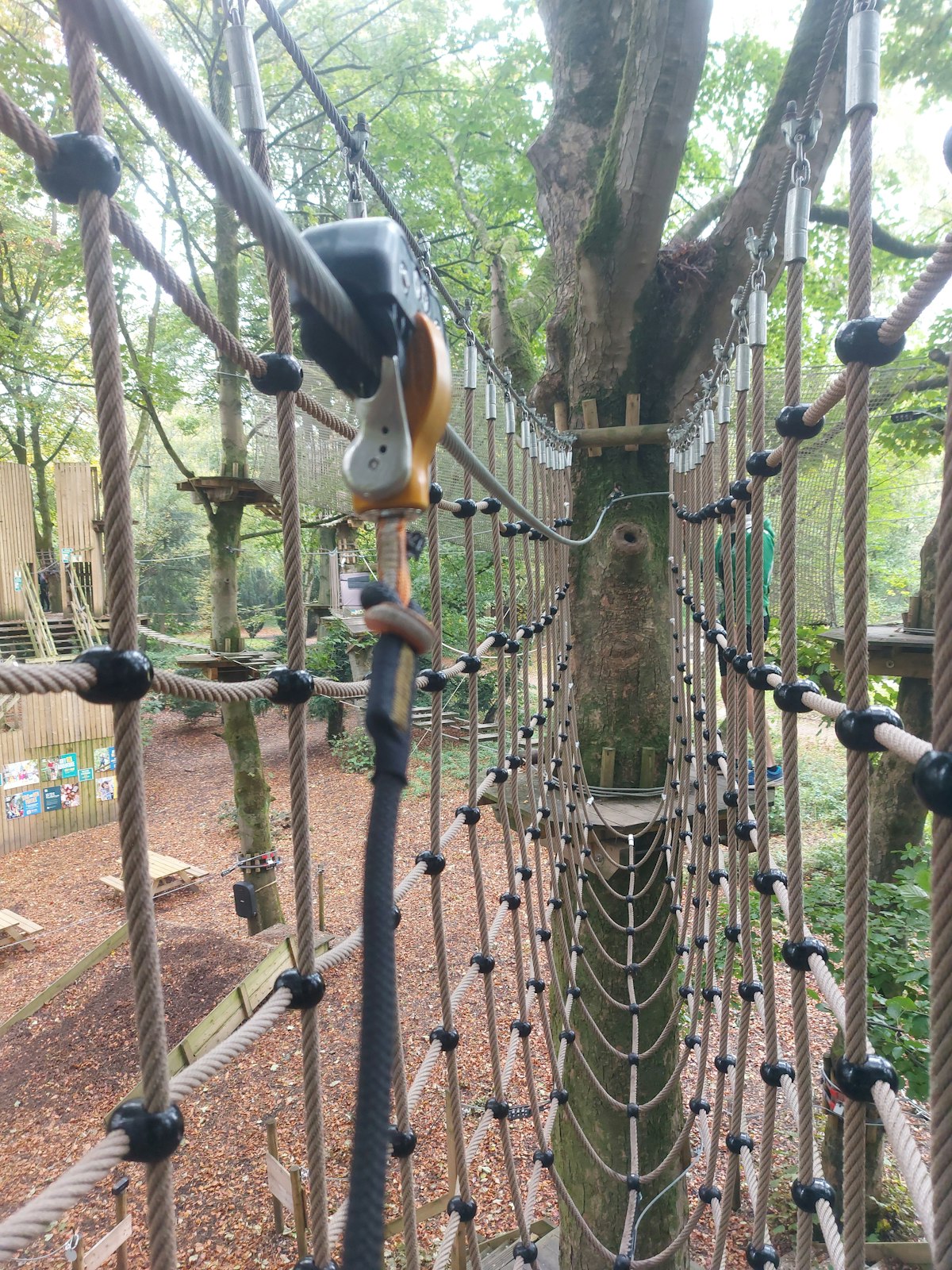 Treetop Adventure Whinlatter | Kids’ Entry-Level High Ropes