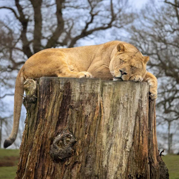 A lioness asleep on a log