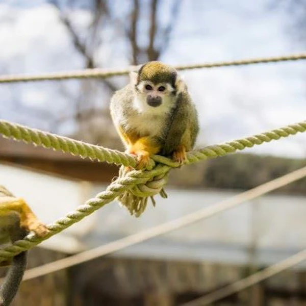 A squirrel monkey balances on a rope